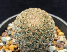 世界杯下注入口-神球神球归来