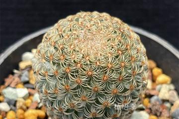 世界杯下注入口-神球神球归来