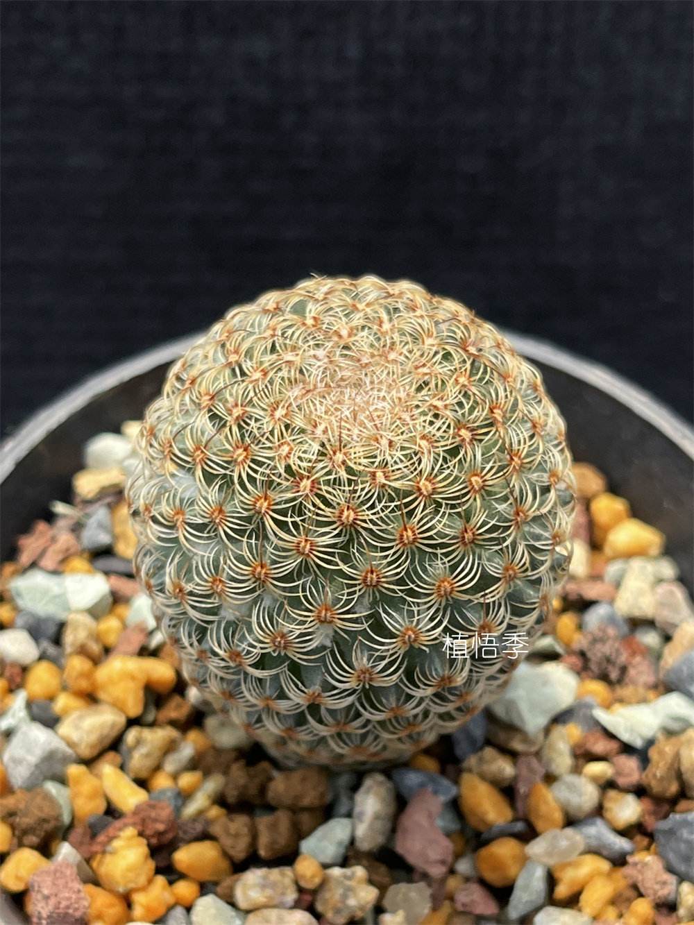 世界杯下注入口-神球神球归来